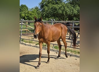 Anglo-Arabo, Wallach, 2 Jahre, 150 cm, Brauner