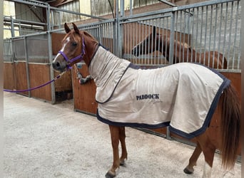 Anglo-Arabo, Wallach, 2 Jahre, 155 cm, Brauner