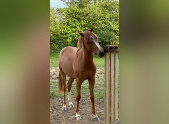 Anglo-Arabo, Wallach, 2 Jahre, 155 cm, Brauner