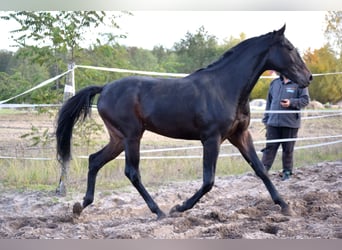 Anglo-Arabo, Wallach, 2 Jahre, 162 cm, Rappe
