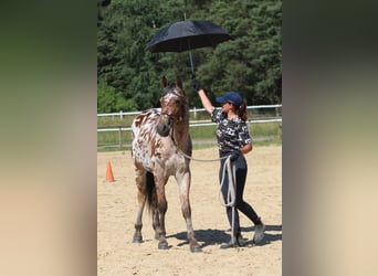 Anglo-Arabo, Wallach, 2 Jahre, 164 cm, Tigerschecke
