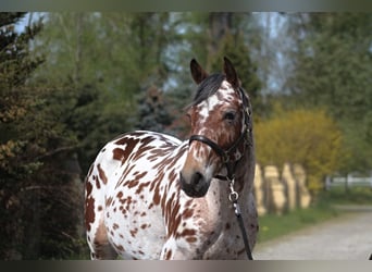 Anglo-Arabo, Wallach, 2 Jahre, 164 cm, Tigerschecke