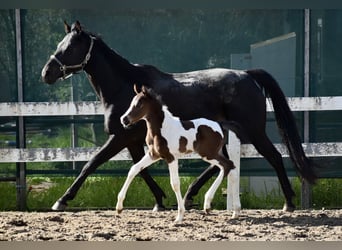 Anglo-Arabo, Wallach, 2 Jahre, 167 cm, Schecke