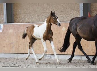 Anglo-Arabo, Wallach, 2 Jahre, 167 cm, Schecke
