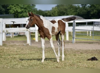 Anglo-Arabo, Wallach, 2 Jahre, 167 cm, Schecke