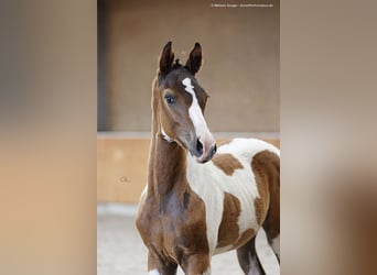 Anglo-Arabo, Wallach, 2 Jahre, 167 cm, Schecke