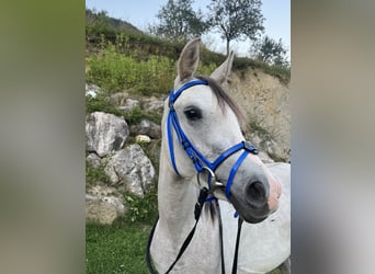 Anglo-Arabo Mix, Wallach, 3 Jahre, 141 cm, Schimmel