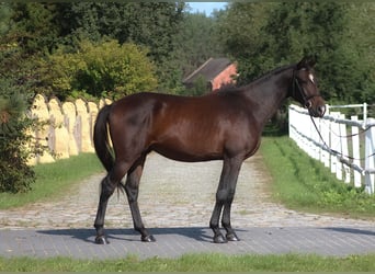 Anglo-Arabo, Wallach, 3 Jahre, 166 cm, Dunkelbrauner