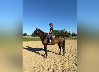 Anglo-Arabo, Wallach, 3 Jahre, 169 cm, Dunkelbrauner