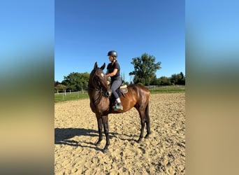Anglo-Arabo, Wallach, 3 Jahre, 169 cm, Dunkelbrauner