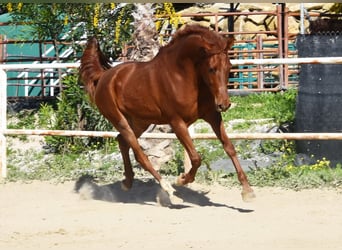 Anglo-Arabo, Wallach, 4 Jahre, 160 cm, Fuchs
