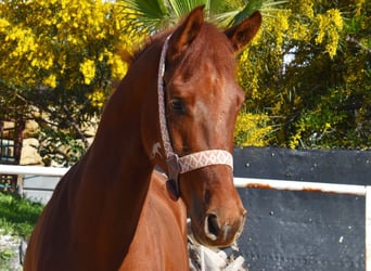 Anglo-Arabo, Wallach, 4 Jahre, 160 cm, Fuchs