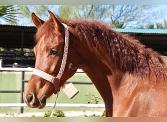 Anglo-Arabo, Wallach, 4 Jahre, 160 cm, Fuchs