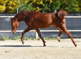 Anglo-Arabo, Wallach, 4 Jahre, 160 cm, Fuchs