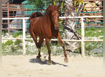 Anglo-Arabo, Wallach, 4 Jahre, 160 cm, Fuchs