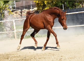 Anglo-Arabo, Wallach, 4 Jahre, 160 cm, Fuchs