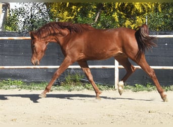 Anglo-Arabo, Wallach, 4 Jahre, 160 cm, Fuchs