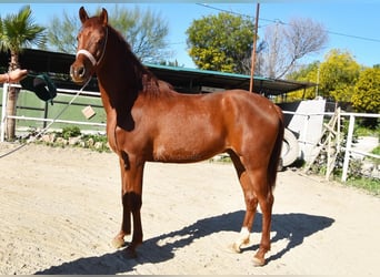 Anglo-Arabo, Wallach, 4 Jahre, 160 cm, Fuchs