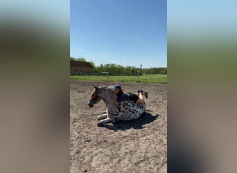 Anglo-Arabo Mix, Wallach, 4 Jahre, 164 cm, Tigerschecke