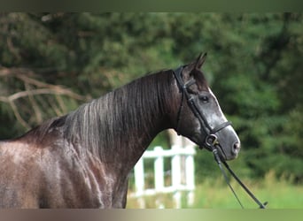Anglo-Arabo, Wallach, 4 Jahre, 167 cm, Rappschimmel