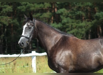 Anglo-Arabo, Wallach, 4 Jahre, 167 cm, Rappschimmel