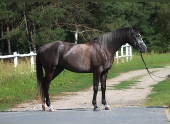 Anglo-Arabo, Wallach, 4 Jahre, 167 cm, Rappschimmel