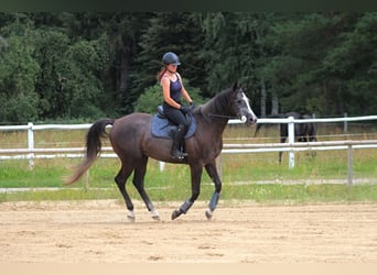 Anglo-Arabo, Wallach, 4 Jahre, 168 cm, Rappschimmel