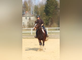 Anglo-Arabo, Wallach, 4 Jahre, 168 cm, Schecke