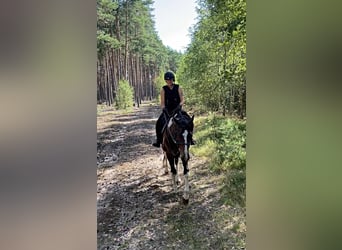 Anglo-Arabo, Wallach, 4 Jahre, 168 cm, Schecke