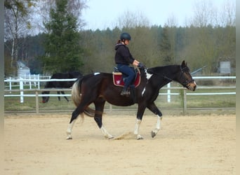 Anglo-Arabo, Wallach, 4 Jahre, 168 cm, Schecke