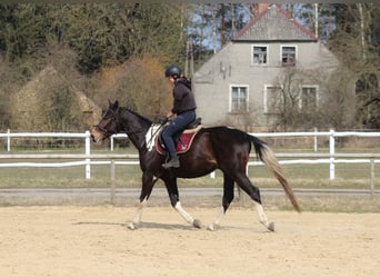 Anglo-Arabo, Wallach, 4 Jahre, 168 cm, Schecke