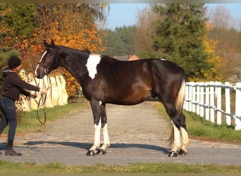 Anglo-Arabo, Wallach, 4 Jahre, 168 cm, Schecke