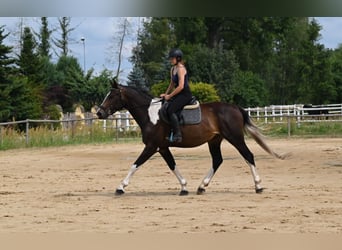 Anglo-Arabo, Wallach, 4 Jahre, 170 cm, Schecke