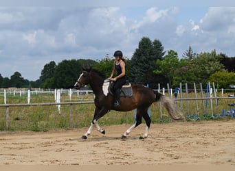 Anglo-Arabo, Wallach, 4 Jahre, 170 cm, Schecke