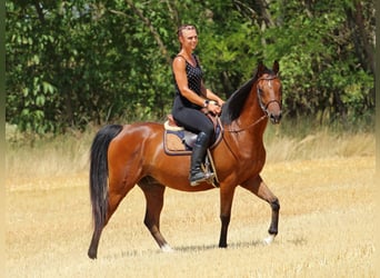Anglo-Arabo, Wallach, 5 Jahre, 155 cm, Rotbrauner