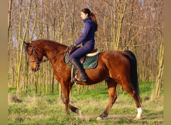 Anglo-Arabo, Wallach, 5 Jahre, 155 cm, Rotbrauner