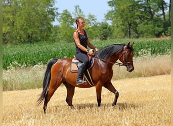 Anglo-Arabo, Wallach, 5 Jahre, 155 cm, Rotbrauner