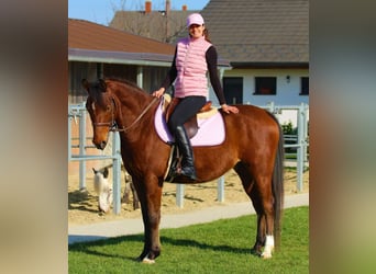 Anglo-Arabo, Wallach, 5 Jahre, 155 cm, Rotbrauner