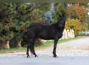 Anglo-Arabo, Wallach, 5 Jahre, 163 cm, Schwarzbrauner