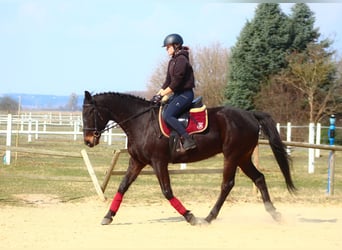 Anglo-Arabo, Wallach, 5 Jahre, 163 cm, Schwarzbrauner