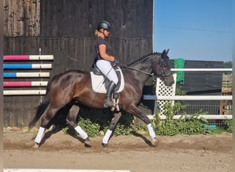 Anglo-Arabo, Wallach, 5 Jahre, 165 cm, Dunkelbrauner