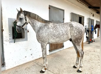 Anglo-Arabo, Wallach, 5 Jahre, Schimmel