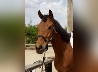 Anglo-Arabo, Wallach, 6 Jahre, 165 cm, Brauner