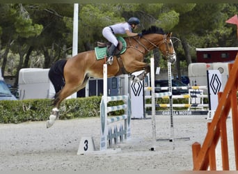 Anglo-Arabo, Wallach, 6 Jahre, 165 cm, Brauner