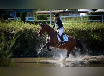 Anglo-Arabo, Wallach, 6 Jahre, 168 cm, Dunkelbrauner
