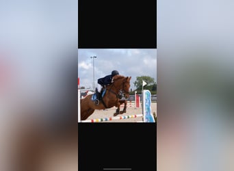Anglo-Arabo, Wallach, 7 Jahre, 160 cm, Fuchs