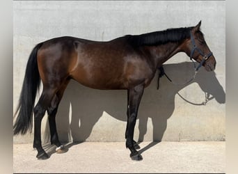 Anglo-Arabo, Wallach, 7 Jahre, 168 cm, Dunkelbrauner