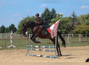 Anglo-Arabo, Wallach, 7 Jahre, 169 cm, Rappe