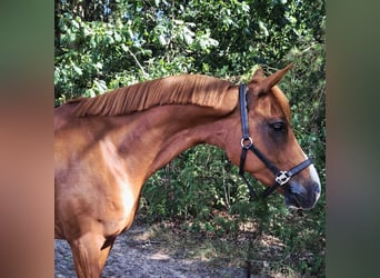 Anglo-Arabo, Wallach, 8 Jahre, 143 cm, Fuchs