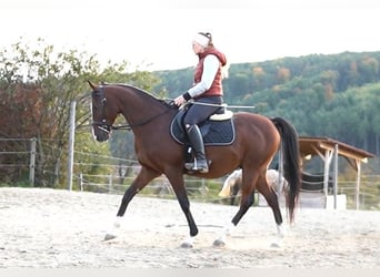 Anglo-Arabo, Wallach, 8 Jahre, 155 cm, Brauner